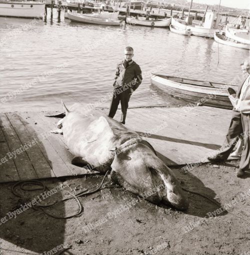 Havnen